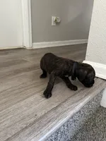 Boy 4, a male Cane Corso for sale in Denver, CO – 2 of 6