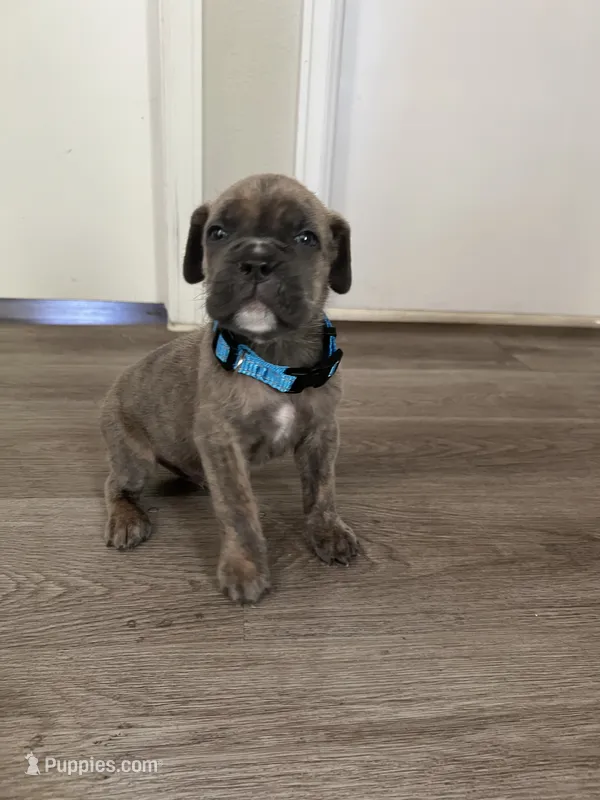 Blue/blue – Cane Corso puppy for sale in Denver, CO