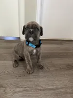 Blue/blue, a male Cane Corso for sale in Denver, CO – 1 of 8