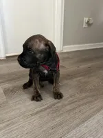 Boy 6 , a male Cane Corso for sale in Denver, CO – 5 of 7