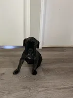 Girl 2, a female Cane Corso for sale in Denver, CO – 1 of 7