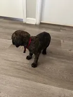 Red collar, a male Cane Corso for sale in Denver, CO – 3 of 7