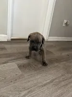 Boy 3, a male Cane Corso for sale in Denver, CO – 8 of 9