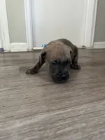 Blue collar girl, a female Cane Corso for sale in Denver, CO – 5 of 7