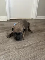 Blue collar girl, a female Cane Corso for sale in Denver, CO – 4 of 7