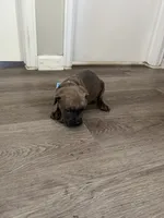 Blue collar girl, a female Cane Corso for sale in Denver, CO – 6 of 7