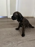 Boy 4, a male Cane Corso for sale in Denver, CO – 1 of 6