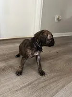 Boy 5 brow strip, a male Cane Corso for sale in Denver, CO – 6 of 8