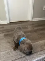 Blue/blue, a male Cane Corso for sale in Denver, CO – 8 of 8