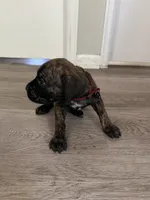 Red collar, a male Cane Corso for sale in Denver, CO – 5 of 7