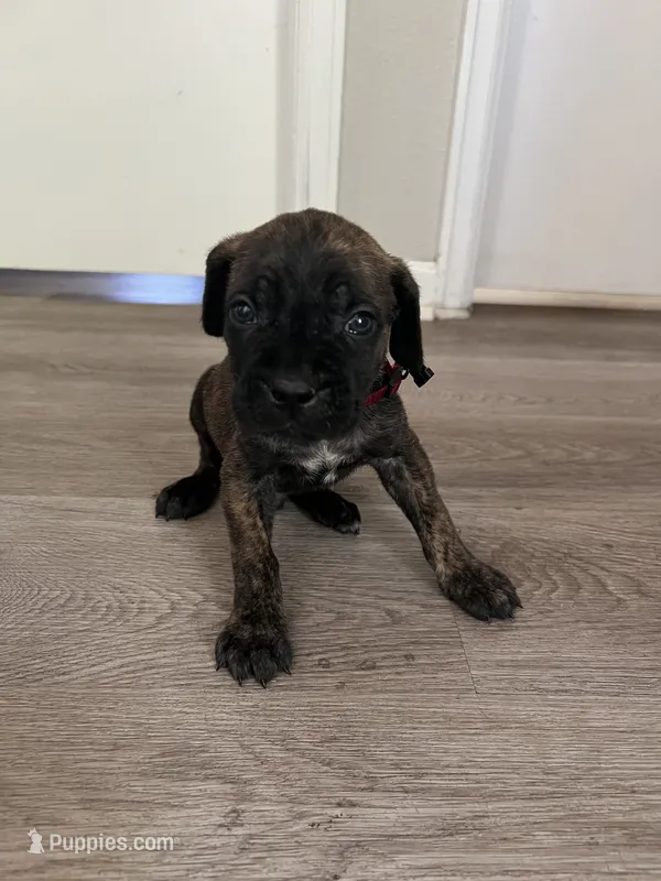 Red collar – Cane Corso puppy for sale in Denver, CO