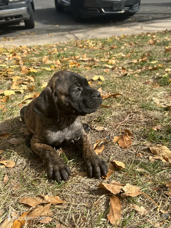 Boy 5 brow strip – Cane Corso puppy for sale in Denver, CO