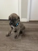 Blue/blue, a male Cane Corso for sale in Denver, CO – 6 of 8