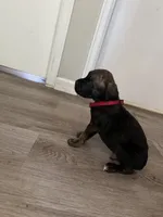 Boy 6 , a male Cane Corso for sale in Denver, CO – 6 of 7