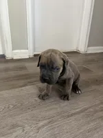 Boy 3, a male Cane Corso for sale in Denver, CO – 6 of 9