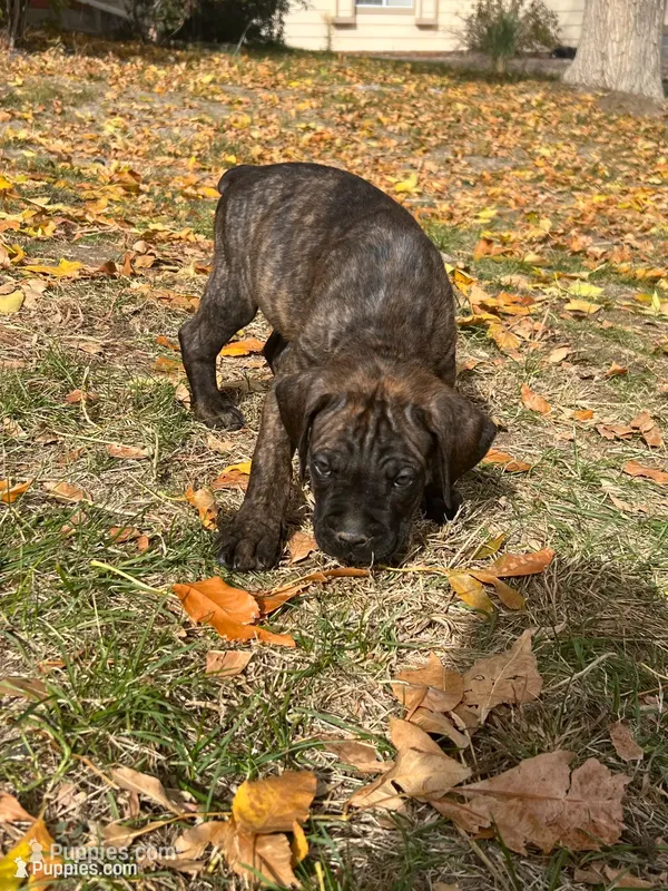 Boy 4 – Cane Corso puppy for sale in Denver, CO