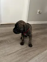 Red collar, a male Cane Corso for sale in Denver, CO – 4 of 7