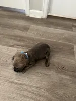 Blue collar girl, a female Cane Corso for sale in Denver, CO – 7 of 7