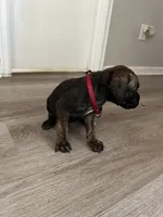 Boy 6 , a male Cane Corso for sale in Denver, CO – 7 of 7
