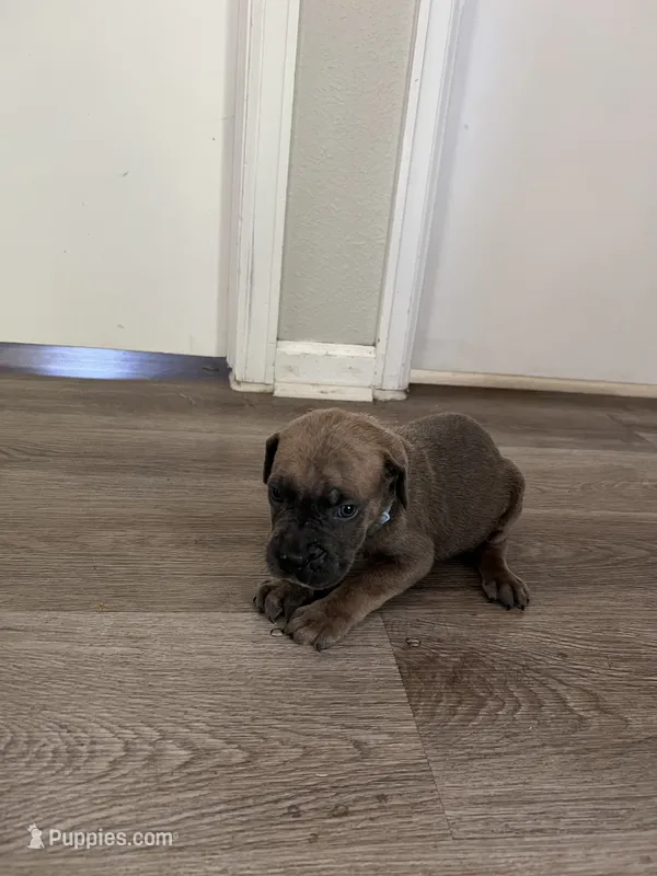 Blue collar girl – Cane Corso puppy for sale in Denver, CO