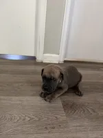 Blue collar girl, a female Cane Corso for sale in Denver, CO – 1 of 7