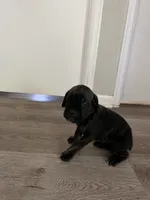 Girl 2, a female Cane Corso for sale in Denver, CO – 2 of 7