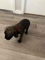 Red collar, a male Cane Corso for sale in Denver, CO – 2 of 7