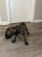Boy 5 brow strip, a male Cane Corso for sale in Denver, CO – 3 of 8