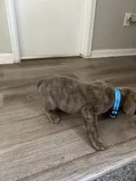 Blue/blue, a male Cane Corso for sale in Denver, CO – 5 of 8
