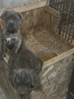 processed/198cc515-eb4a-4340-9e03-6c3afaad1b39/listing/9e1b69bc-e4f5-49d1-9dff-433ebc8e2582/62224e08-4b32-41b4-b721-2d47deacae22