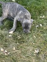 processed/198cc515-eb4a-4340-9e03-6c3afaad1b39/listing/9e1b69bc-e4f5-49d1-9dff-433ebc8e2582/a4ae3c17-208d-4fe3-bad1-b215ad14d830