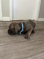 Blue collar girl, a female Cane Corso for sale in Denver, CO – 3 of 7