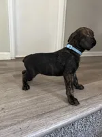 Girl 2, a female Cane Corso for sale in Denver, CO – 5 of 7