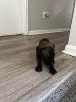 Boy 4, a male Cane Corso for sale in Denver, CO – 6 of 6