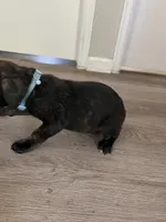 Girl 2, a female Cane Corso for sale in Denver, CO – 4 of 7