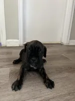 Girl 2, a female Cane Corso for sale in Denver, CO – 6 of 7