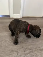 Red collar, a male Cane Corso for sale in Denver, CO – 7 of 7
