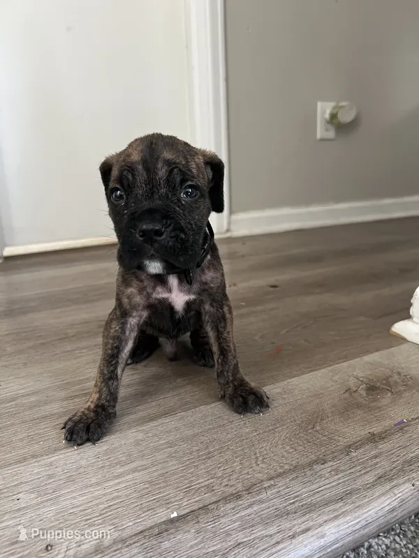 Boy 5 brow strip – Cane Corso puppy for sale in Denver, CO