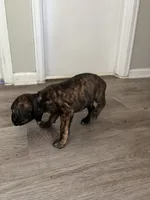 Boy 5 brow strip, a male Cane Corso for sale in Denver, CO – 2 of 8