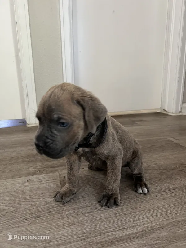 Boy 3 – Cane Corso puppy for sale in Denver, CO