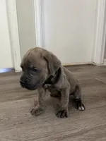 Boy 3, a male Cane Corso for sale in Denver, CO – 1 of 9