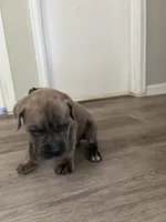 Boy 3, a male Cane Corso for sale in Denver, CO – 4 of 9