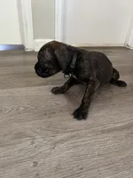 Boy 4, a male Cane Corso for sale in Denver, CO – 5 of 6