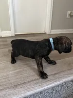 Girl 2, a female Cane Corso for sale in Denver, CO – 7 of 7