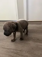 Boy 3, a male Cane Corso for sale in Denver, CO – 2 of 9
