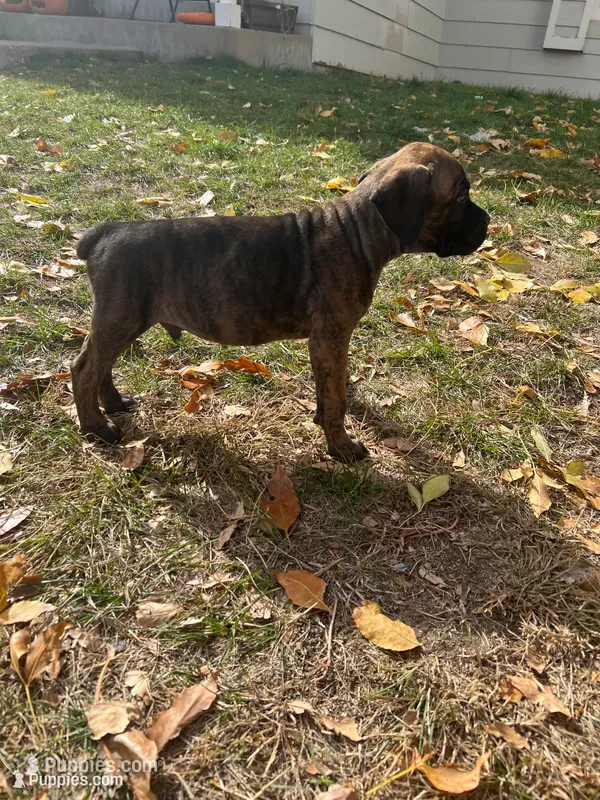 Red collar – Cane Corso puppy for sale in Denver, CO
