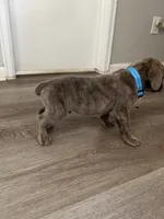 Blue/blue, a male Cane Corso for sale in Denver, CO – 3 of 8