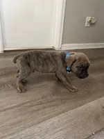 Blue/blue, a male Cane Corso for sale in Denver, CO – 2 of 8