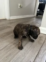 Boy 5 brow strip, a male Cane Corso for sale in Denver, CO – 7 of 8