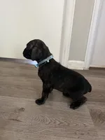 Girl 2, a female Cane Corso for sale in Denver, CO – 3 of 7
